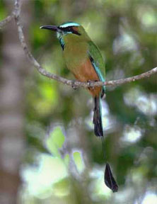 Oiseau national de Nicaragua